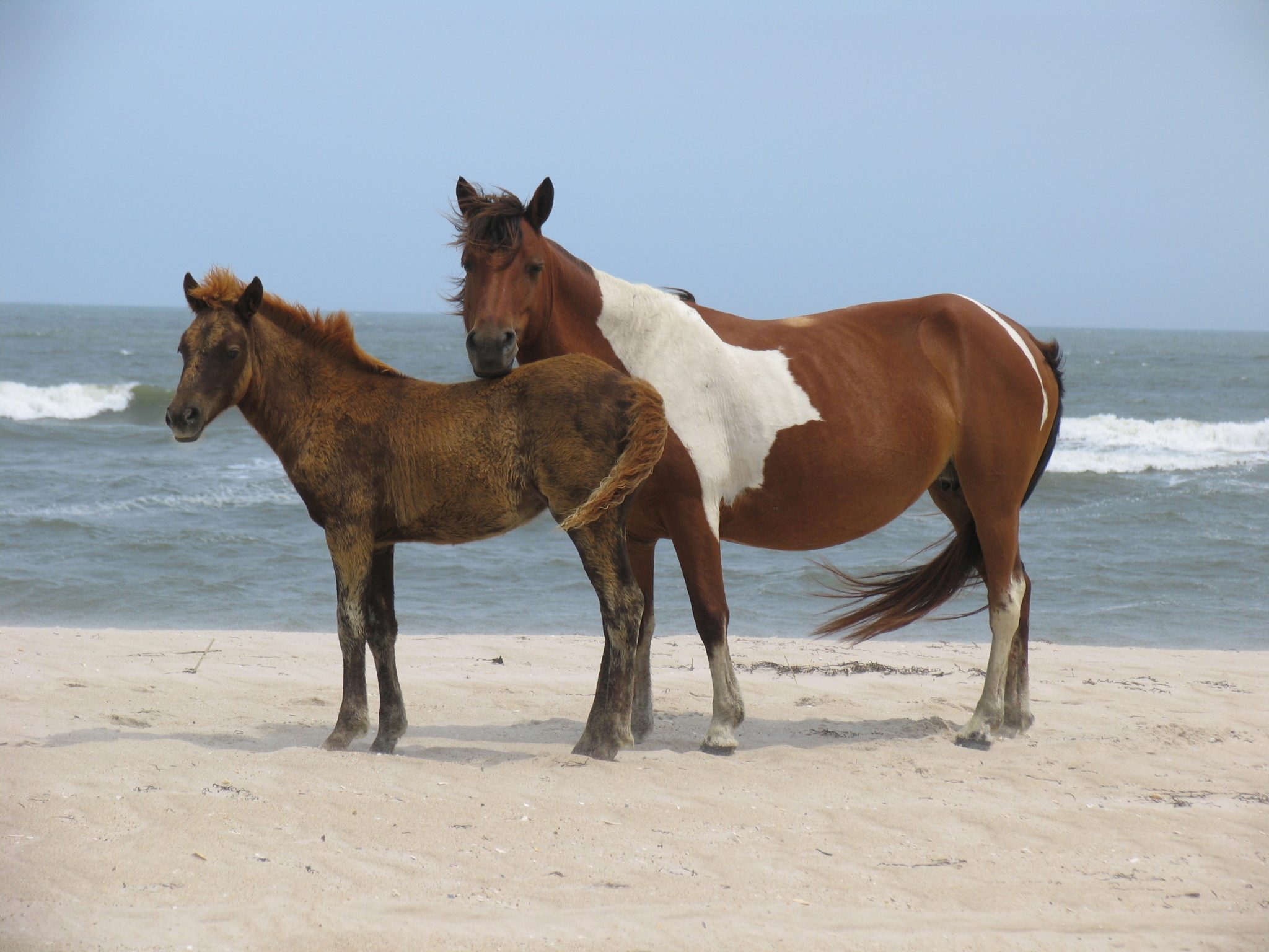 Wild Horses Of Assateague Island – Bucketlisted