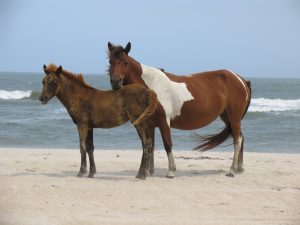 Wild Horses of Assateague Island