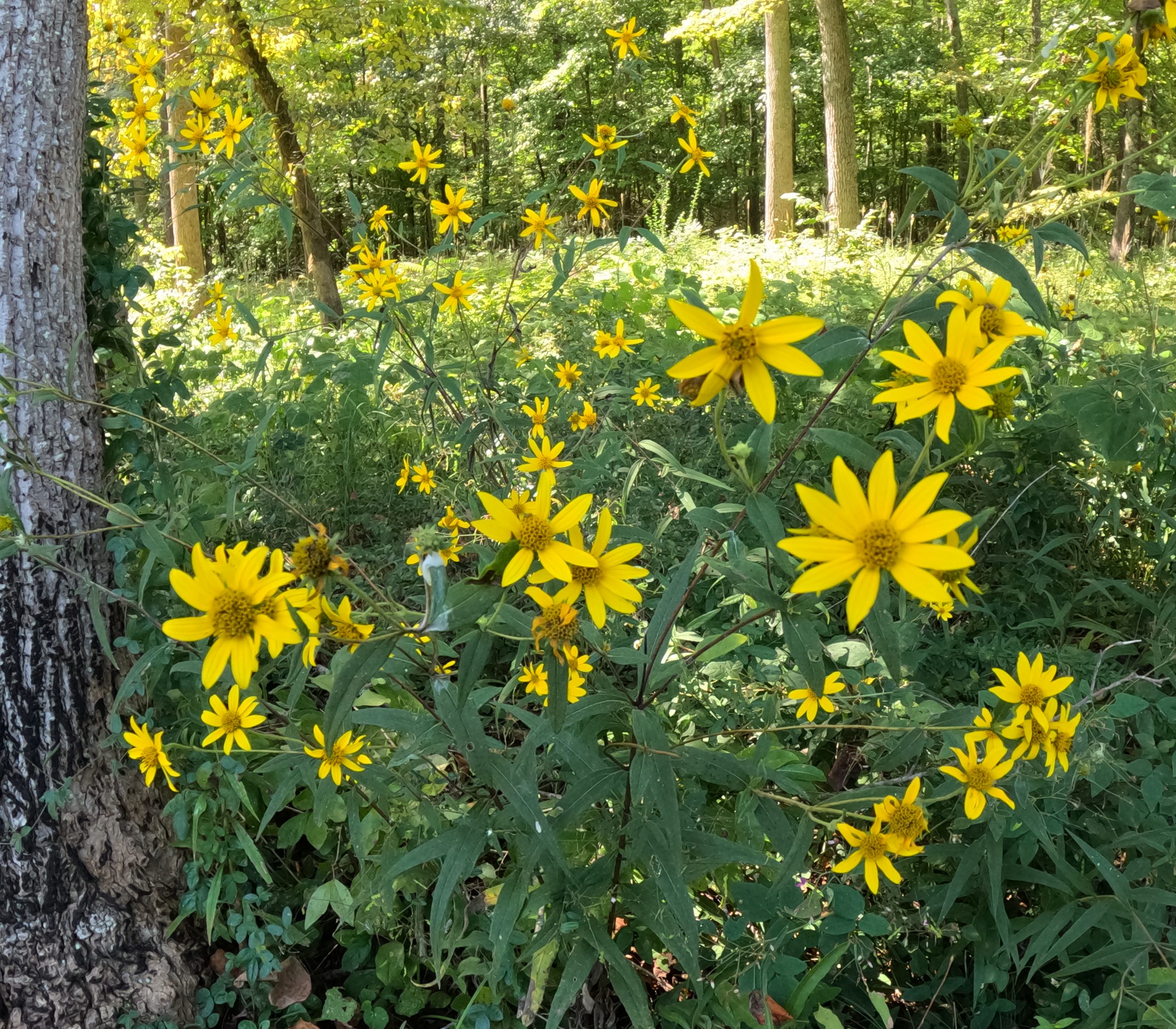 Latta Nature Preserve & Nature Center - Bucketlisted